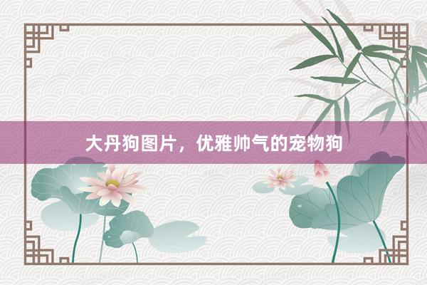 大丹狗图片，优雅帅气的宠物狗